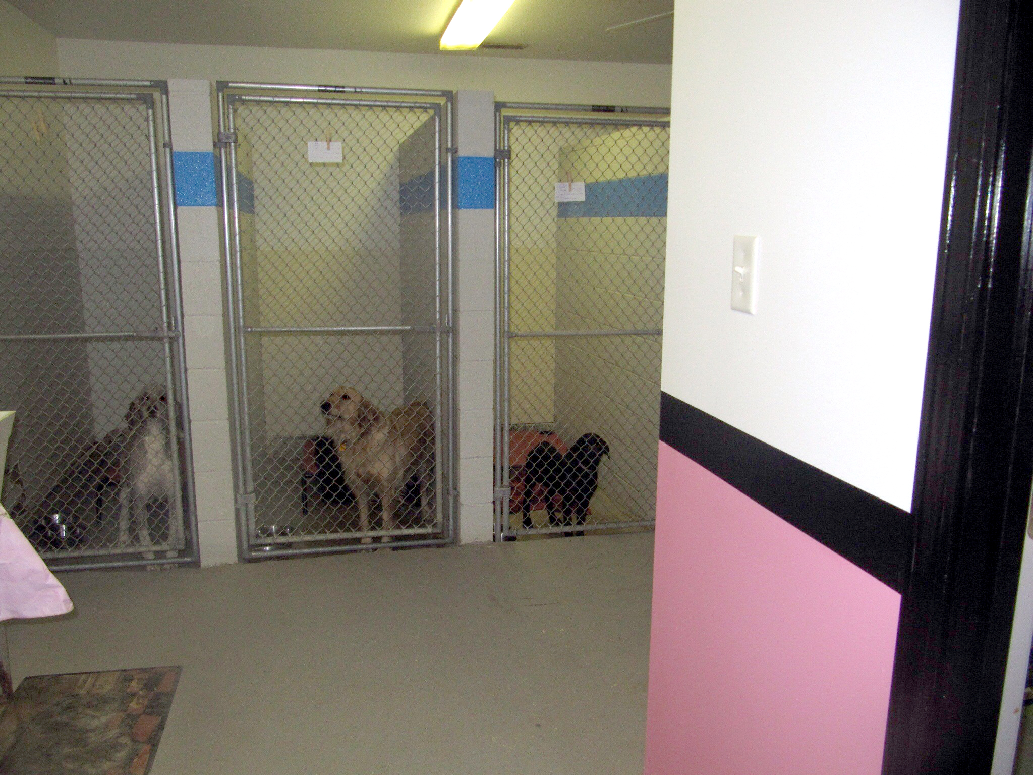 Angela's Grooming and Boarding We Pamper your Pets!