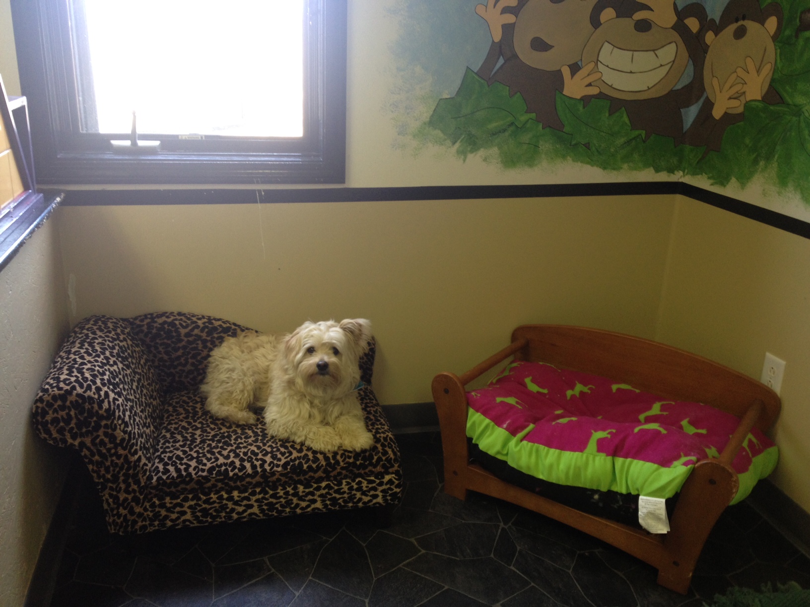 Angela's Grooming and Boarding We Pamper your Pets!